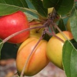 Pommier � fleurs John Downie