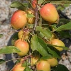 Malus 'John Downie'