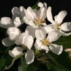 Malus 'John Downie'