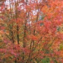 Acer rubrum 'October Glory'