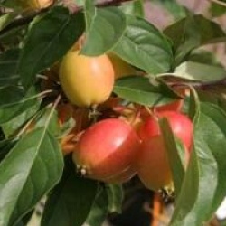 Malus 'John Downie'
