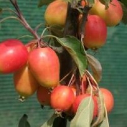 Malus 'John Downie'