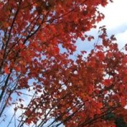 Acer rubrum 'October Glory'