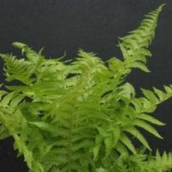 Matteucia struthiopteris - Foug�re plumes d'autruche