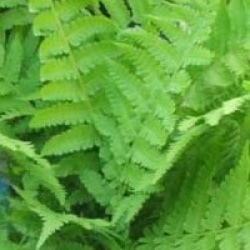 Matteucia struthiopteris