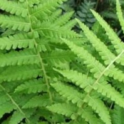Matteucia orientale