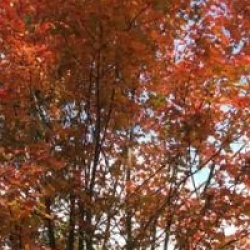 Acer rubrum 'October Glory'