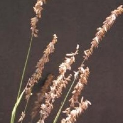 Melica altissima 'Atropurpurea' - Melica � fleurs pourpres