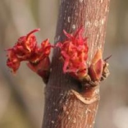 Acer rubrum 'October Glory'