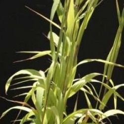 Melica altissima 'Atropurpurea'