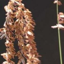 Melica altissima 'Atropurpurea'