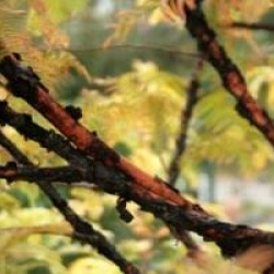 Metasequoia glyptostroboides