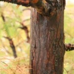 Metasequoia glyptostroboides