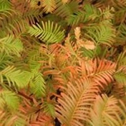 Metasequoia glyptostroboides