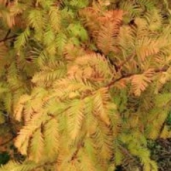 Metasequoia glyptostroboides