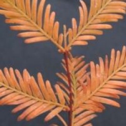 Metasequoia glyptostroboides - M�tas�quoia glyptostroboides