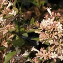 Abelia chinensis