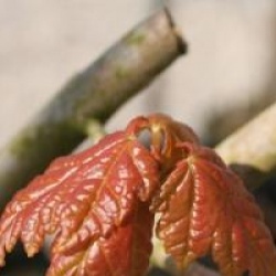Acer rubrum 'Red Sunset'