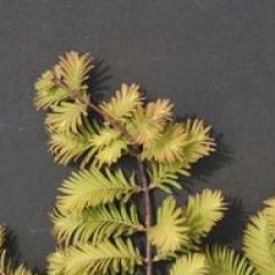 Metasequoia glyptostroboides 'Waasland'