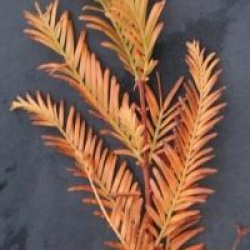 Metasequoia glyptostroboides 'Waasland'