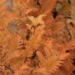 Metasequoia glyptostroboides 'Waasland'