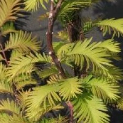 Metasequoia glyptostroboides 'Waasland'