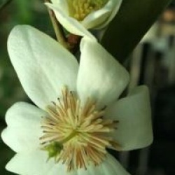 Michelia dianica 'Summer Snow Flakes'