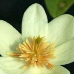 Michelia dianica 'Summer Snow Flakes' - Michelia Summer Snow Flakes