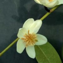 Michelia dianica 'Summer Snow Flakes'