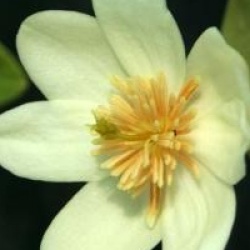 Michelia dianica 'Summer Snow Flakes'