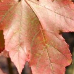 �rable rouge red sunset