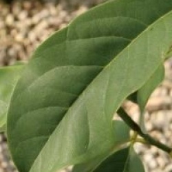 Michelia Silver Cloud