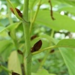 Michelia dltsopa 'Silver Cloud'