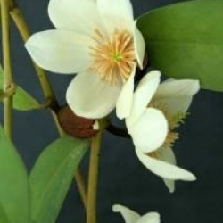 Michelia figo var. crassipes  - Michelia crassipes