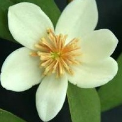 Michelia figo var. crassipes 