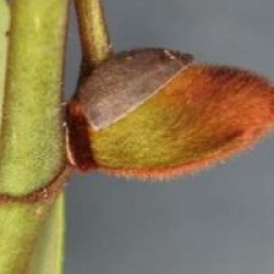 Michelia 'Jack Fogg'