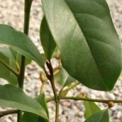 Michelia 'Jack Fogg'