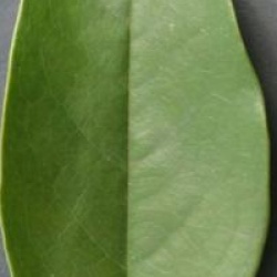 Michelia 'Jack Fogg'