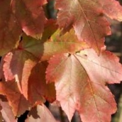 Acer rubrum 'Red Sunset'
