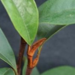 Michelia Allspice