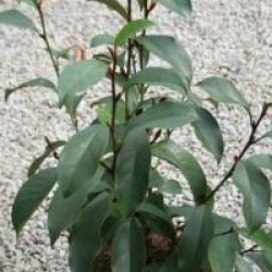 Michelia 'Allspice'