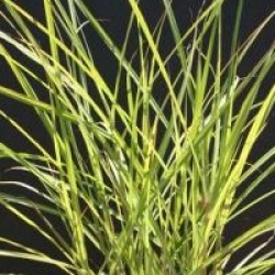 Miscanthus sinensis 'Ferner Osten'