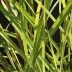 Miscanthus sinensis 'Ferner Osten'