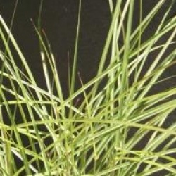 Miscanthus sinensis 'Flamingo' - Eulalie Flamingo