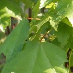 Acer rubrum 'Red Sunset'