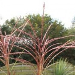Miscanthus sinensis 'Gracillimus'