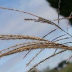 Miscanthus sinensis 'Graziella'