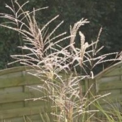 Miscanthus sinensis 'Graziella'