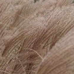 Miscanthus Morning Light
