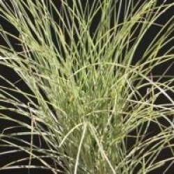 Miscanthus sinensis 'Morning Light'